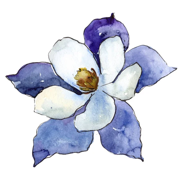 Mavi Aquilegia. Botanik çiçek. Vahşi bahar yaprak izole kır çiçeği. Arka plan, doku, sarıcı desen, çerçeve veya kenarlık için Aquarelle kır çiçeği.