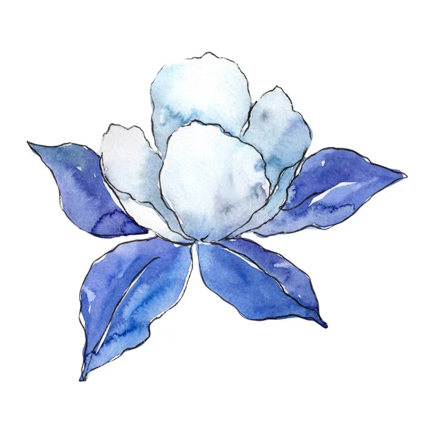 Aquilegia Azul Flor Botánica Floral Flor Silvestre Hoja Primavera Aislada — Foto de Stock