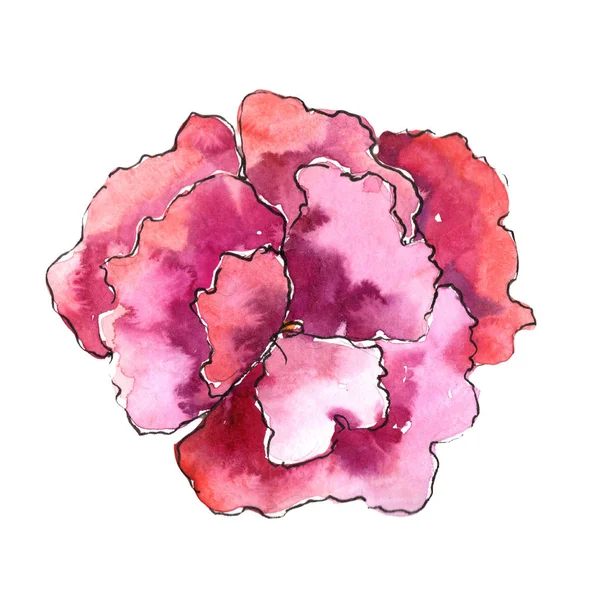 Pembe gardenya. Botanik çiçek. Vahşi bahar yaprak izole kır çiçeği. Arka plan, doku, sarıcı desen, çerçeve veya kenarlık için Aquarelle kır çiçeği.