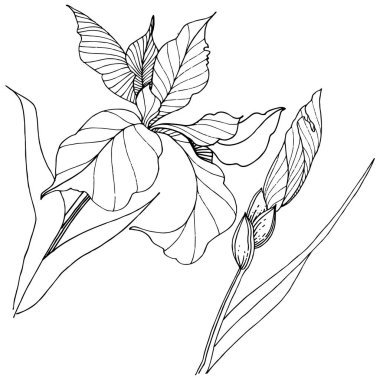 Süsen izole bir vektör tarzı. Bitki tam adı: Iris. Arka plan, doku, sarıcı desen, çerçeve veya kenarlık için vektör çiçek.