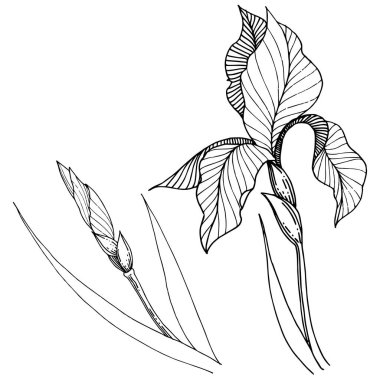 Süsen izole bir vektör tarzı. Bitki tam adı: Iris. Arka plan, doku, sarıcı desen, çerçeve veya kenarlık için vektör çiçek.