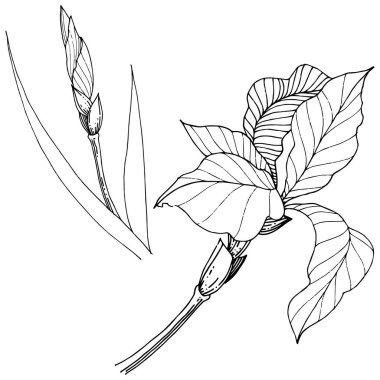 Süsen izole bir vektör tarzı. Bitki tam adı: Iris. Arka plan, doku, sarıcı desen, çerçeve veya kenarlık için vektör çiçek.