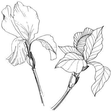 Süsen izole bir vektör tarzı. Bitki tam adı: Iris. Arka plan, doku, sarıcı desen, çerçeve veya kenarlık için vektör çiçek.