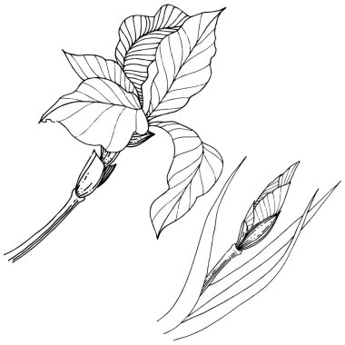 Süsen izole bir vektör tarzı. Bitki tam adı: Iris. Arka plan, doku, sarıcı desen, çerçeve veya kenarlık için vektör çiçek.