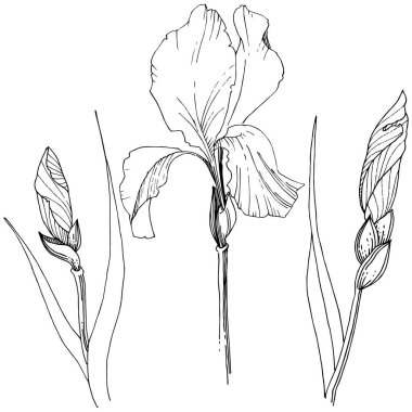 Süsen izole bir vektör tarzı. Bitki tam adı: Iris. Arka plan, doku, sarıcı desen, çerçeve veya kenarlık için vektör çiçek.