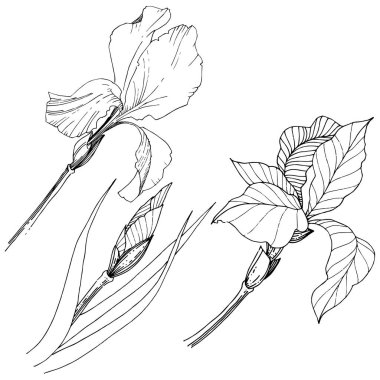 Süsen izole bir vektör tarzı. Bitki tam adı: Iris. Arka plan, doku, sarıcı desen, çerçeve veya kenarlık için vektör çiçek.