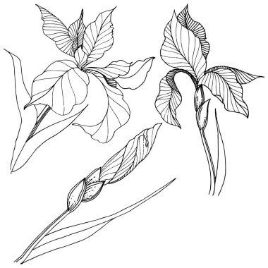 Süsen izole bir vektör tarzı. Bitki tam adı: Iris. Arka plan, doku, sarıcı desen, çerçeve veya kenarlık için vektör çiçek.