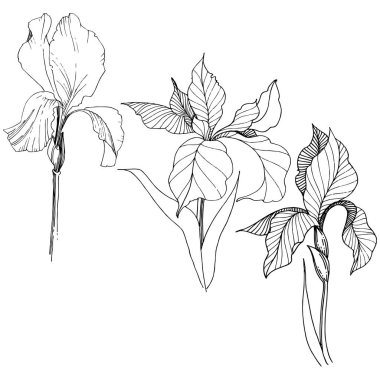 Süsen izole bir vektör tarzı. Bitki tam adı: Iris. Arka plan, doku, sarıcı desen, çerçeve veya kenarlık için vektör çiçek.