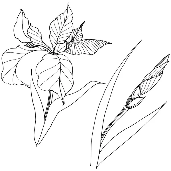 Iris Estilo Vectorial Aislado Nombre Completo Planta Iris Flor Vectorial — Vector de stock