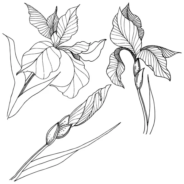 Süsen izole bir vektör tarzı. Bitki tam adı: Iris. Arka plan, doku, sarıcı desen, çerçeve veya kenarlık için vektör çiçek.