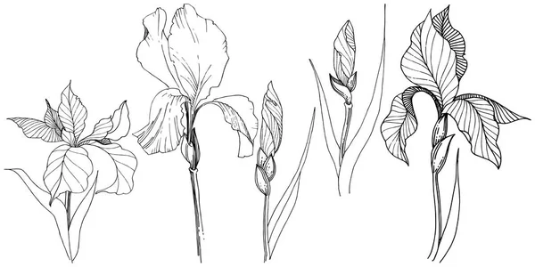 Nasce Estilo Vetorial Isolado Nome Completo Planta Iris Flor Vetorial — Vetor de Stock
