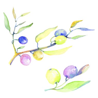 Zeytin dalı izole bir suluboya tarzında. Bitki tam adı: bir zeytin ağacı dalı. Arka plan, doku, sarıcı desen, çerçeve veya kenarlık için Aquarelle zeytin ağacı.