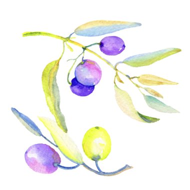 Zeytin dalı izole bir suluboya tarzında. Bitki tam adı: bir zeytin ağacı dalı. Arka plan, doku, sarıcı desen, çerçeve veya kenarlık için Aquarelle zeytin ağacı.