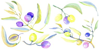 Zeytin dalı izole bir suluboya tarzında. Bitki tam adı: bir zeytin ağacı dalı. Arka plan, doku, sarıcı desen, çerçeve veya kenarlık için Aquarelle zeytin ağacı.