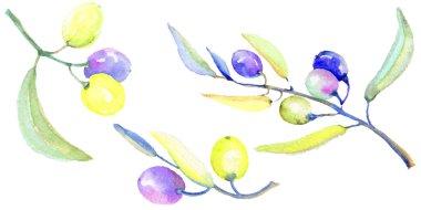 Zeytin dalı izole bir suluboya tarzında. Bitki tam adı: bir zeytin ağacı dalı. Arka plan, doku, sarıcı desen, çerçeve veya kenarlık için Aquarelle zeytin ağacı.