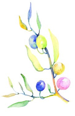 Zeytin dalı izole bir suluboya tarzında. Bitki tam adı: bir zeytin ağacı dalı. Arka plan, doku, sarıcı desen, çerçeve veya kenarlık için Aquarelle zeytin ağacı.