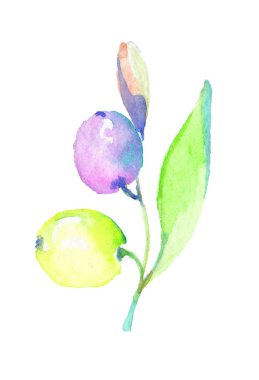 Zeytin dalı izole bir suluboya tarzında. Bitki tam adı: bir zeytin ağacı dalı. Arka plan, doku, sarıcı desen, çerçeve veya kenarlık için Aquarelle zeytin ağacı.