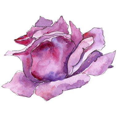 Pembe gül. Botanik çiçek. Vahşi bahar yaprak izole kır çiçeği. Arka plan, doku, sarıcı desen, çerçeve veya kenarlık için Aquarelle kır çiçeği.