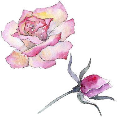 Pembe gül. Botanik çiçek. Vahşi bahar yaprak izole kır çiçeği. Arka plan, doku, sarıcı desen, çerçeve veya kenarlık için Aquarelle kır çiçeği.