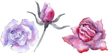 Pembe gül. Botanik çiçek. Vahşi bahar yaprak izole kır çiçeği. Arka plan, doku, sarıcı desen, çerçeve veya kenarlık için Aquarelle kır çiçeği.