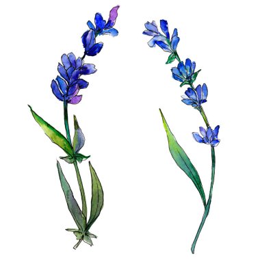 Mor lavanta. Botanik çiçek. Vahşi bahar yaprak izole kır çiçeği. Arka plan, doku, sarıcı desen, çerçeve veya kenarlık için Aquarelle kır çiçeği.