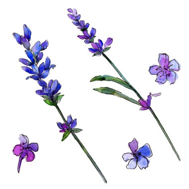 Mor lavanta. Botanik çiçek. Vahşi bahar yaprak izole kır çiçeği. Arka plan, doku, sarıcı desen, çerçeve veya kenarlık için Aquarelle kır çiçeği.