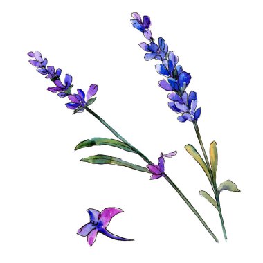 Mor lavanta. Botanik çiçek. Vahşi bahar yaprak izole kır çiçeği. Arka plan, doku, sarıcı desen, çerçeve veya kenarlık için Aquarelle kır çiçeği.