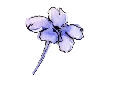 Mor lavanta. Botanik çiçek. Vahşi bahar yaprak izole kır çiçeği. Arka plan, doku, sarıcı desen, çerçeve veya kenarlık için Aquarelle kır çiçeği.