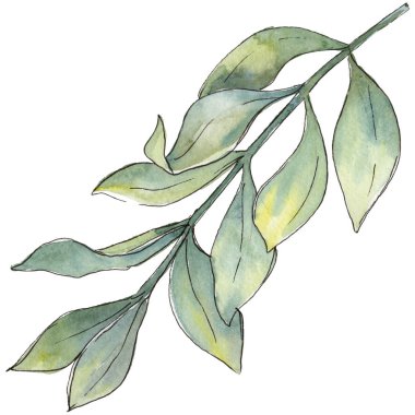 Şimşir izole bir suluboya tarzında bırakır. Aquarelle yaprak için arka plan, doku, sarıcı desen, çerçeve veya kenarlık.