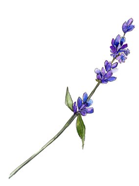 Mor lavanta. Botanik çiçek. Vahşi bahar yaprak izole kır çiçeği. Arka plan, doku, sarıcı desen, çerçeve veya kenarlık için Aquarelle kır çiçeği.