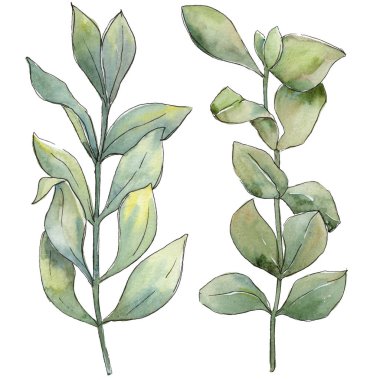 Şimşir izole bir suluboya tarzında bırakır. Aquarelle yaprak için arka plan, doku, sarıcı desen, çerçeve veya kenarlık.