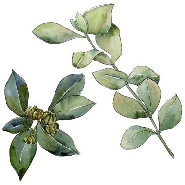 Şimşir izole bir suluboya tarzında bırakır. Aquarelle yaprak için arka plan, doku, sarıcı desen, çerçeve veya kenarlık.