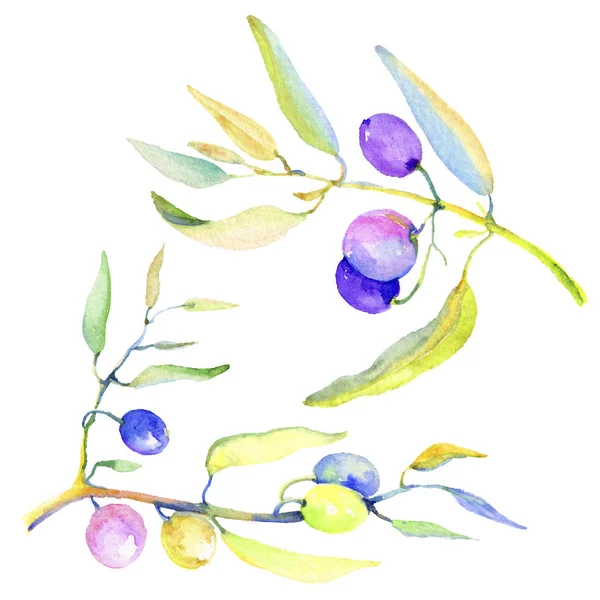 Olivové Ratolesti Stylu Akvarelu Samostatný Celé Jméno Rostliny Větve Olivovník — Stock fotografie