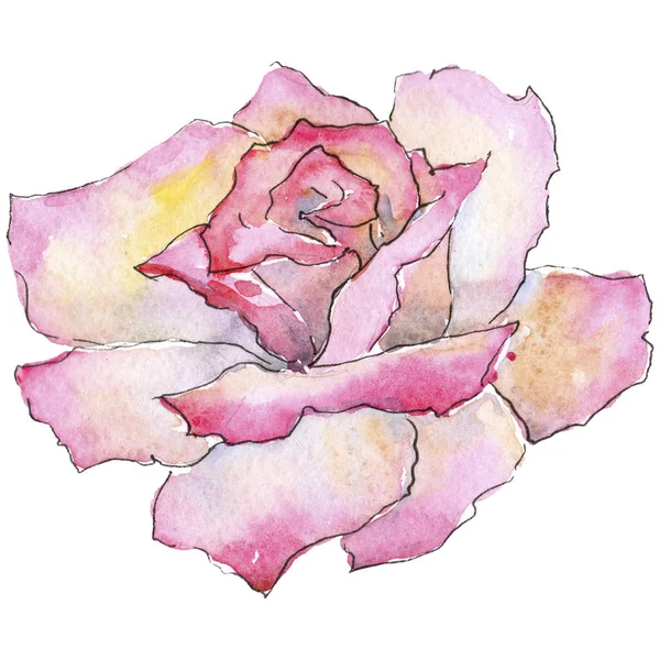 粉红色的玫瑰 花卉植物花 野生春叶野花分离 包装图案 框架或边框的水彩画野花 — 图库照片