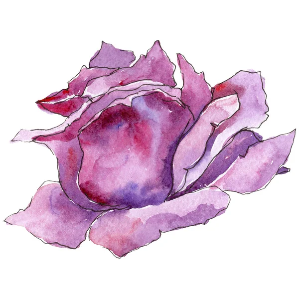 Pembe gül. Botanik çiçek. Vahşi bahar yaprak izole kır çiçeği. Arka plan, doku, sarıcı desen, çerçeve veya kenarlık için Aquarelle kır çiçeği.