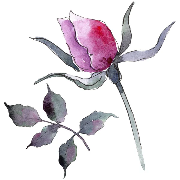 Rose Rose Fleur Botanique Florale Feuille Sauvage Printemps Fleur Sauvage — Photo