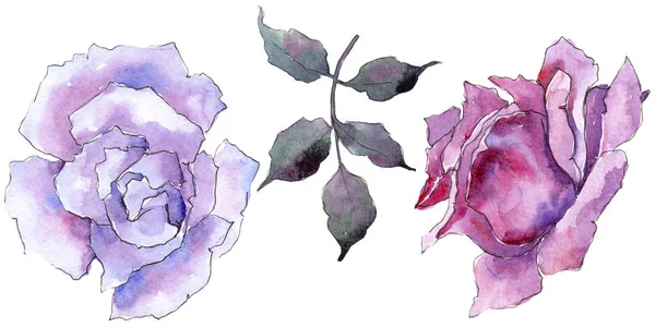 Pembe gül. Botanik çiçek. Vahşi bahar yaprak izole kır çiçeği. Arka plan, doku, sarıcı desen, çerçeve veya kenarlık için Aquarelle kır çiçeği.