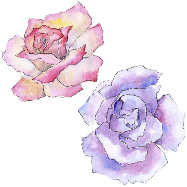 粉红色的玫瑰 花卉植物花 野生春叶野花分离 包装图案 框架或边框的水彩画野花 — 图库照片