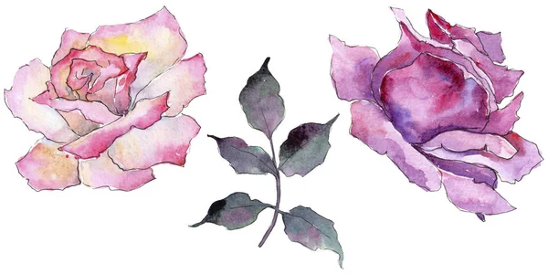 Pembe gül. Botanik çiçek. Vahşi bahar yaprak izole kır çiçeği. Arka plan, doku, sarıcı desen, çerçeve veya kenarlık için Aquarelle kır çiçeği.