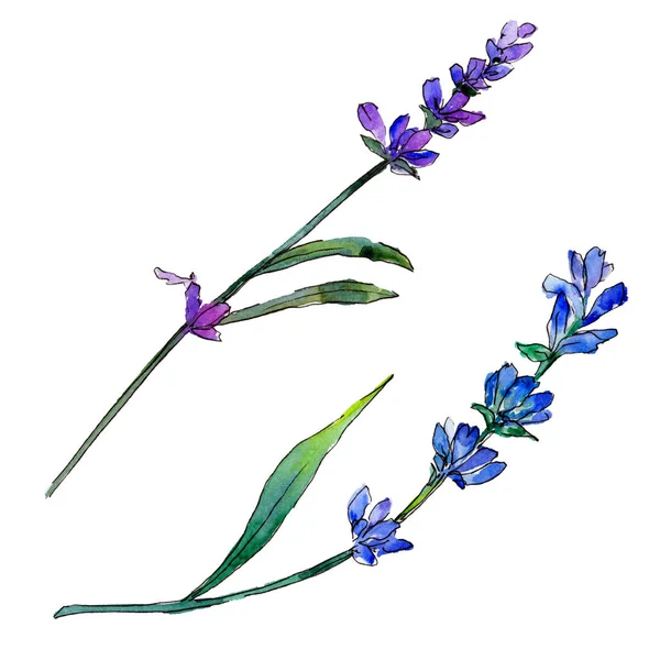 Фиолетовая Лаванда Цветочный Ботанический Цветок Дикий Весенний Цветок Изолирован Aquarelle — стоковое фото