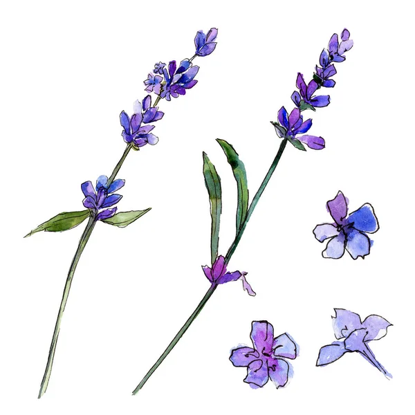 Paarse Lavendel Floral Botanische Bloem Wild Voorjaar Blad Wildflower Geïsoleerd — Stockfoto