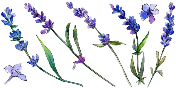 Mor lavanta. Botanik çiçek. Vahşi bahar yaprak izole kır çiçeği. Arka plan, doku, sarıcı desen, çerçeve veya kenarlık için Aquarelle kır çiçeği.