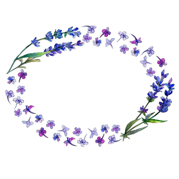 Mor lavanta. Botanik çiçek. Çerçeve kenarlığı süsleme Meydanı. Arka plan, doku, sarıcı desen, çerçeve veya kenarlık için Aquarelle kır çiçeği.