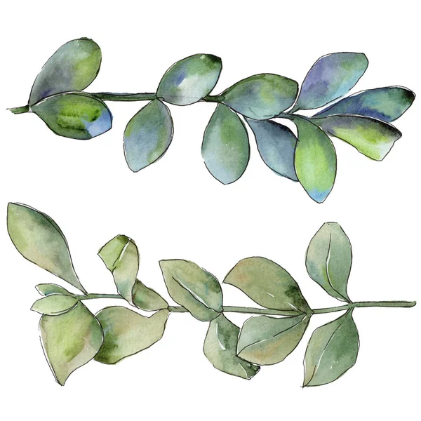 Şimşir izole bir suluboya tarzında bırakır. Aquarelle yaprak için arka plan, doku, sarıcı desen, çerçeve veya kenarlık.