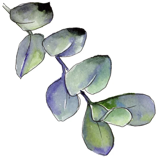 Πυξάρι Φύλλα Στυλ Υδροχρώματος Απομονωμένη Φύλλα Ακουαρέλας Για Φόντο Υφή — Φωτογραφία Αρχείου