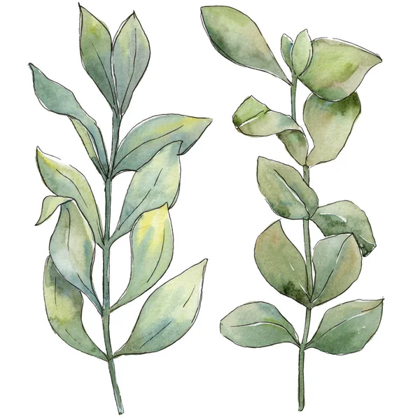 Şimşir izole bir suluboya tarzında bırakır. Aquarelle yaprak için arka plan, doku, sarıcı desen, çerçeve veya kenarlık.