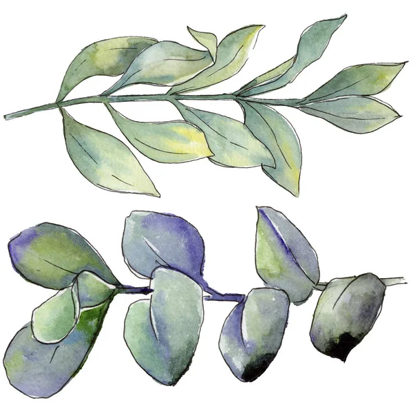 Πυξάρι Φύλλα Στυλ Υδροχρώματος Απομονωμένη Φύλλα Ακουαρέλας Για Φόντο Υφή — Φωτογραφία Αρχείου