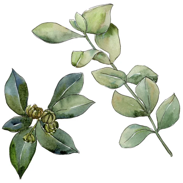 Şimşir izole bir suluboya tarzında bırakır. Aquarelle yaprak için arka plan, doku, sarıcı desen, çerçeve veya kenarlık.