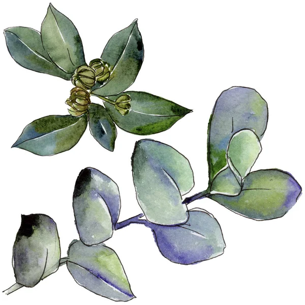 Şimşir izole bir suluboya tarzında bırakır. Aquarelle yaprak için arka plan, doku, sarıcı desen, çerçeve veya kenarlık.