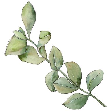 Şimşir izole bir suluboya tarzında bırakır. Aquarelle yaprak için arka plan, doku, sarıcı desen, çerçeve veya kenarlık.